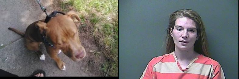 Dog poisoned by woman, beaten to death in domestic violence case, cops say